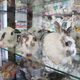 Illustration for article titled Happy Easter! Stef And Puffs Trip To The Bunny Museum